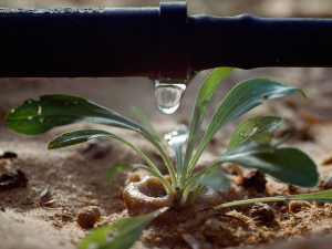 a drip irrigation system feeds water directly to the roots of new growth plants