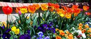 a spring bulb collection unning along the edge of a walkway