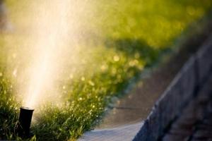 A rotary pop up head spraying along the edge of a lawn in New York